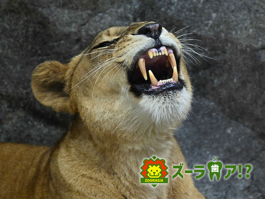 ズーラ歯ア!?〜どうなってるの？動物の歯〜